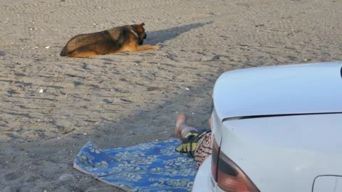Stray dogs rest on sandy ground while a person lies on a mat beside a parked car Stock Footage 318680725