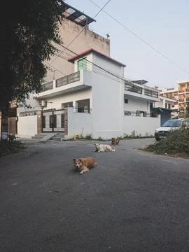 Stray dogs resting on a quiet residential street Stock Photos
