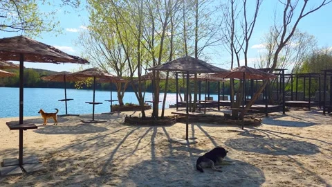 Stray dogs resting on a sandy lake beach with straw umbrellas in spring Stock Footage 337653918