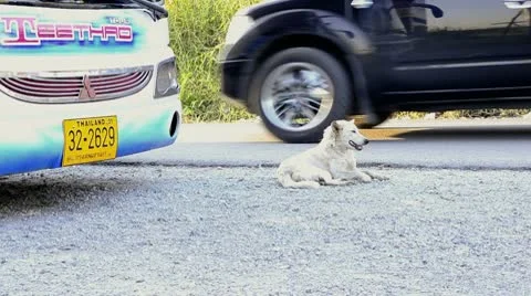 Stray Dogs on a Road With Passing Traffic Stock Footage