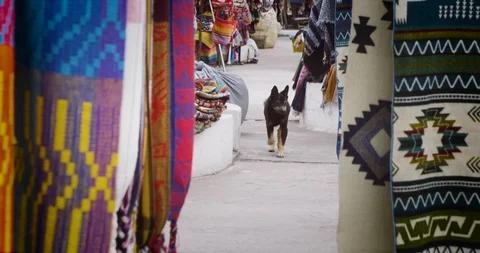 Stray dogs running and playing at indigenous market Stock Footage 86363253