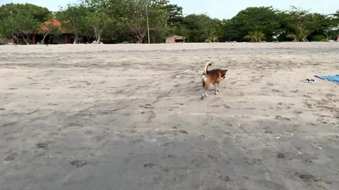 Stray dogs running in beach while looking for food Stock Footage 241140990