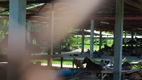 Stray dogs sitting in open-air care house Stock Footage 81346375