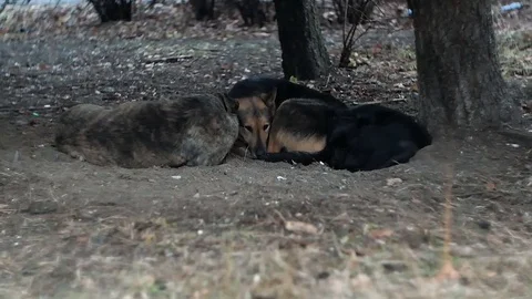 Stray dogs sleeping under a tree Stock Footage 83587154