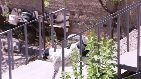 Stray dogs on the street 22 Stock Footage 314520179