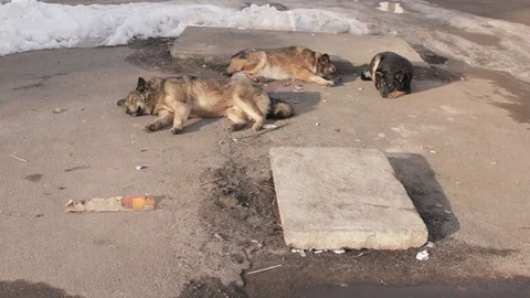 Stray dogs on the street Stock Footage