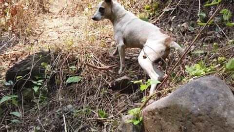 Stray dogs is walking and jumping in the forest. Stock Footage 128974331