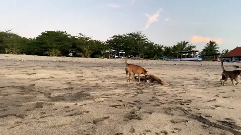 Stray dogs walking in the beach Stock Footage 241141182