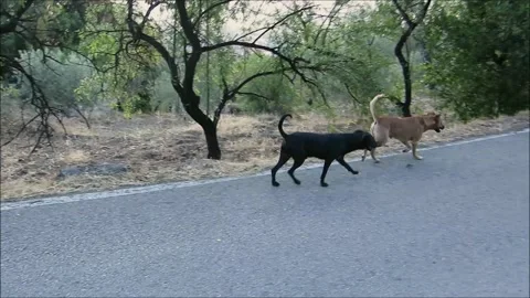 Stray Dogs Walming Away Stock Footage 130770772