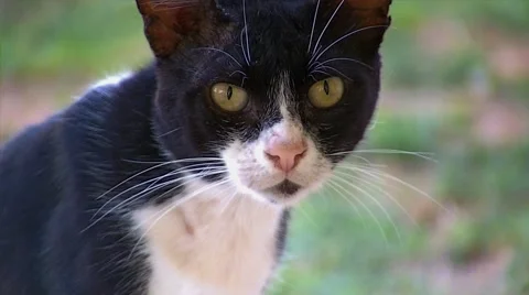 Stray Feral Cat Close Up Stock Footage 54952467