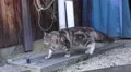 Stray Fluffy Gray Cat Streets Of Japanese Village HD HD Footage