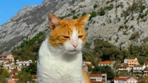 Stray ginger and white cat looking around in Kotor Montenegro - close up Stock Footage 346488602