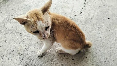 Stray Ginger and White Cat Sitting on Concrete Ground 写真素材