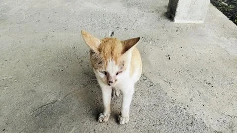 Stray Ginger and White Cat Sitting on Concrete Ground 写真素材