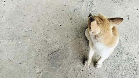 Stray Ginger and White Cat Sitting on Concrete Ground 写真素材