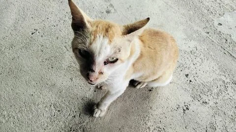 Stray Ginger and White Cat Sitting on Concrete Ground 写真素材