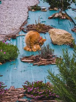 Stray ginger cat grooming itself at nonprofit shelter in Pizzo Italy, 04/18/2026 Foto stock