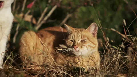 Stray Ginger Cat Sitting On The Ground In The Autumn Park at Sunset Stock Footage 253376076