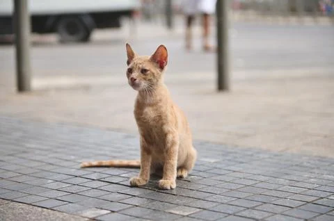Stray ginger cat sitting on tiled street in Casablanca, Morocco urban scene Stock Photos