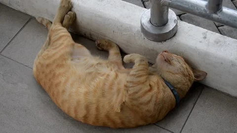 Stray ginger cat sleeping peacefully on its back Stock Footage 328279697