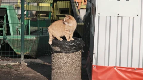 Stray Ginger Cat Stands on a Trash Can in the Park Looking for Food Vídeos de archivo 233817592