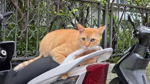 Stray ginger tabby cat resting on a parked motor scooter on a city street c.. Stock-Fotos