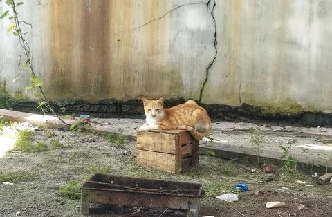 Stray ginger tabby cat sitting on a small wooden crate in a backyard. Stock Photos