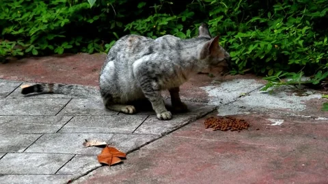 Stray gray cat eating dry food along a walkway at a park Stock Footage 282342831