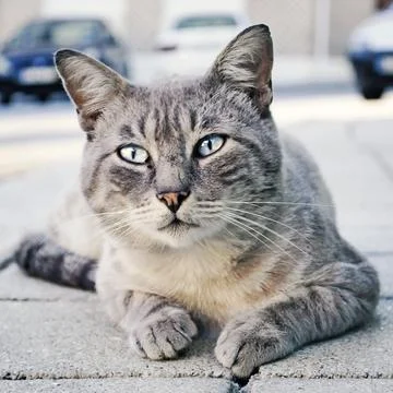 Stray Gray Cat Stock Photos