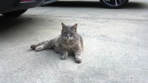A stray gray cat walks between parked cars. Stock Footage 221190693