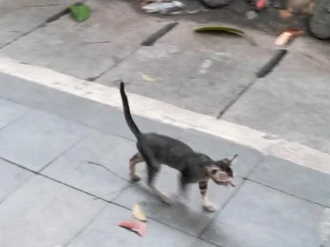 Stray Grey Cat Walking on Tiled Pavement Outdoors Stock Photos