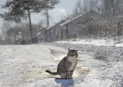 A stray grey cat from the yard. Stock Photos