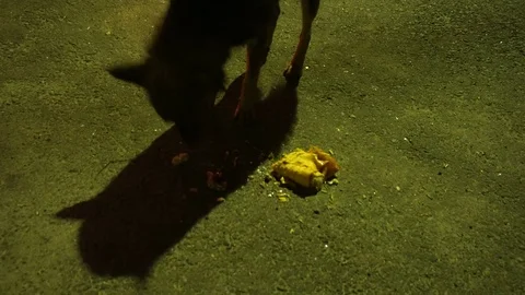 A stray homeless dog eats Shawarma Stock-Footage 76901867