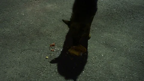 A stray homeless dog eats Shawarma 動画素材 76903141