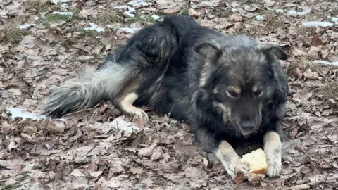 A stray hungry dog ​​eats bread. Stock Footage 327726052