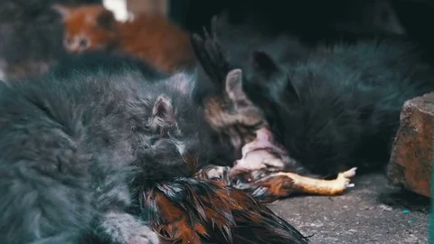 Stray Hungry Kittens Eats a Caught Bird on the Street. Slow Motion Video stock 79457392