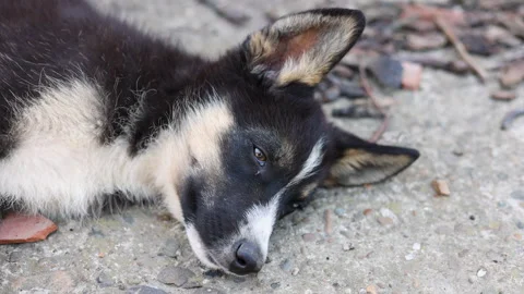 Stray husky dog with two different colored eyes, heterochromia dysfunction Stock-Footage 249304338