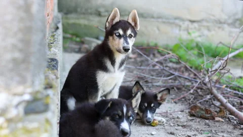 Stray husky dog with two different colored eyes, heterochromia dysfunction Stock-Footage 249304352