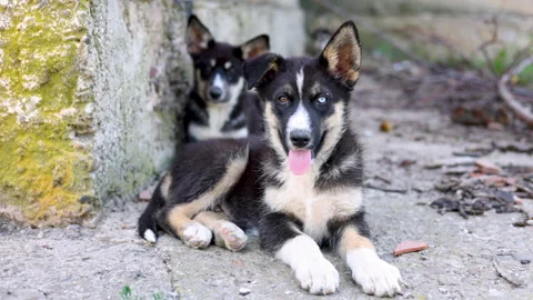 Stray husky dog with two different colored eyes, heterochromia dysfunction Stock-Footage 249304404