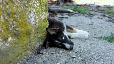 Stray husky dog with two different colored eyes, heterochromia dysfunction Stock-Footage 249304418