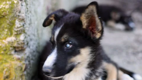 Stray husky dog with two different colored eyes, heterochromia dysfunction Stock-Footage 249304440