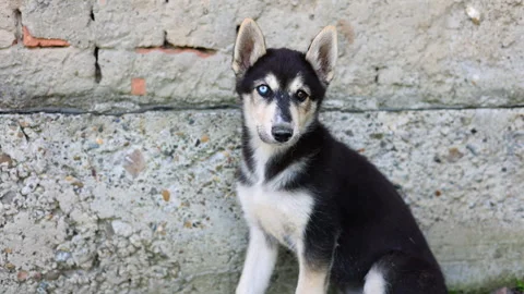Stray husky dog with two different colored eyes, heterochromia dysfunction Stock-Footage 249304494