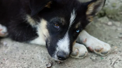 Stray husky dog with two different colored eyes, heterochromia dysfunction Stock-Footage 249304517
