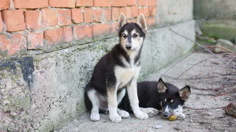 Stray husky dog with two different colored eyes, heterochromia dysfunction Stock-Footage 249304547