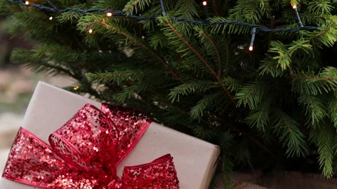 Stray husky dog with two different colored eyes, heterochromia dysfunction Video stock 257559284