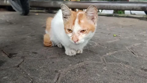 Stray Kitten Alone in Motorcycle Parking Area Stock Footage 327470332