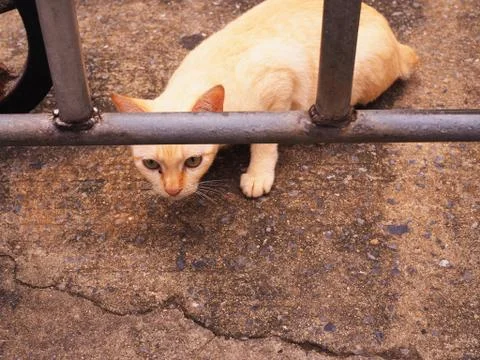 Stray kitten bending, looking through iron fence 库存照片
