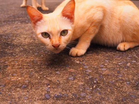 Stray kitten bending, starring to the camera 库存照片