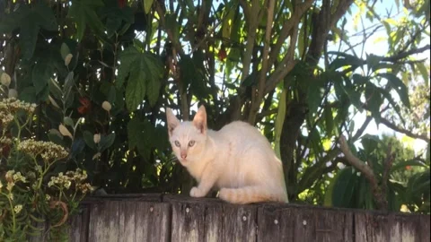 Stray Kitten On A Fence 스톡 동영상 161832573