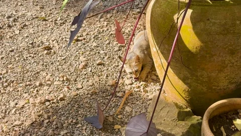 Stray kitten hiding behind ceramic garden pot eating small meat snack in su.. Vídeos de archivo 332628572
